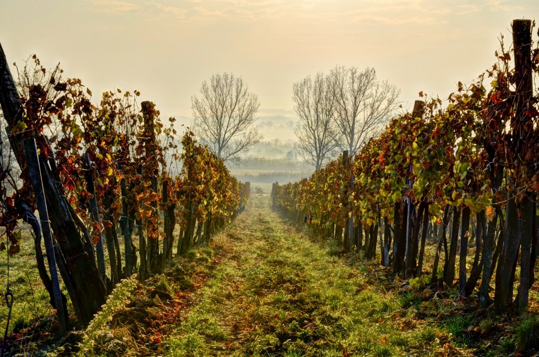 Токай, вино, регион, Венгрия