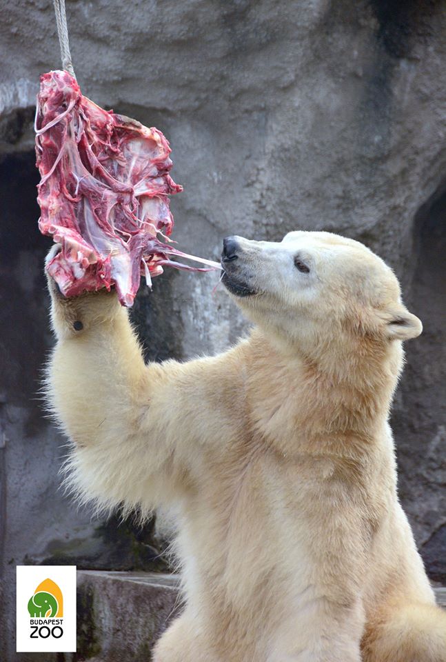 polar bear meat