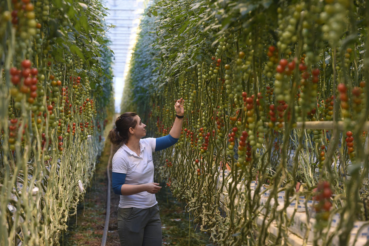 Landwirtschaft-Ungarn-Tomate