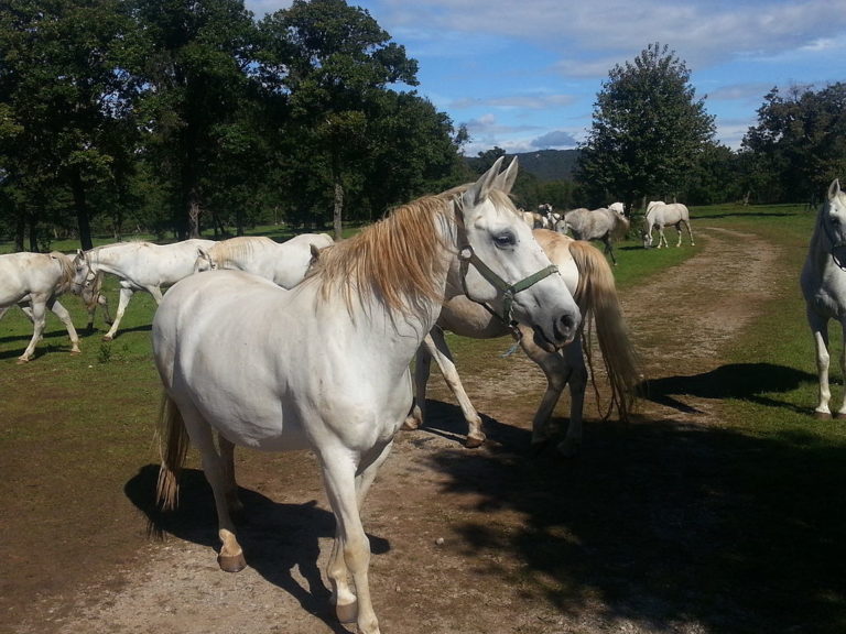 lipicai ló lipizzan horse