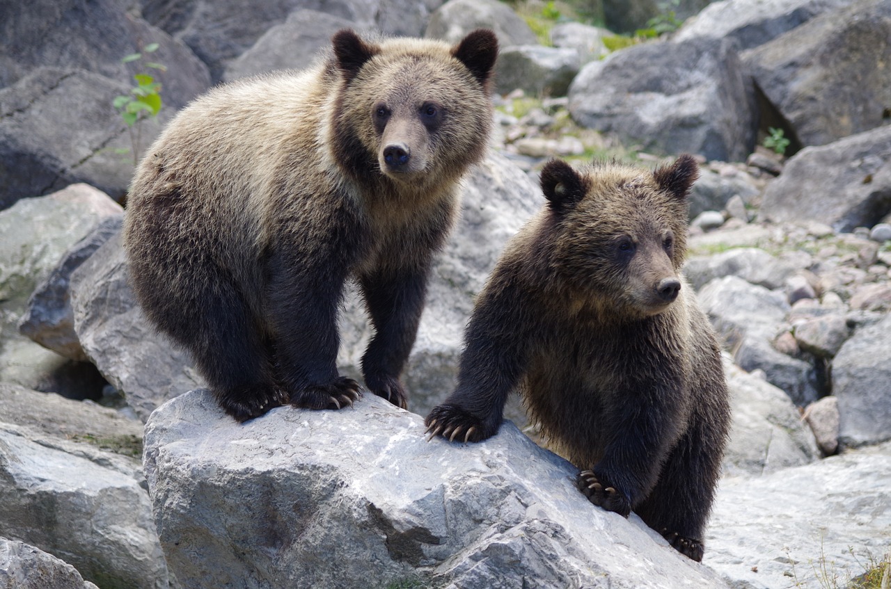 Bear Hungary Mátra