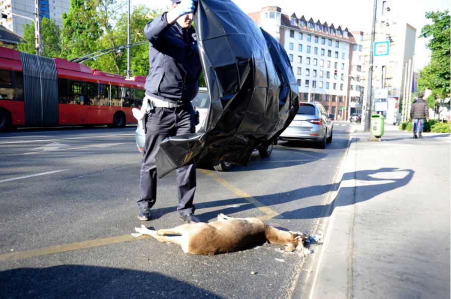बुडापेस्ट में हिरण मारा