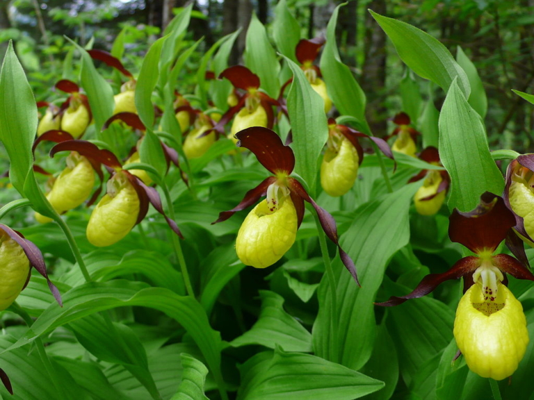 Boldogasszony Papucsa Lady's-slipper Orchid