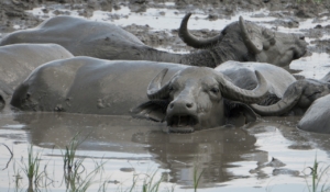 Hortobágy Water Buffalo Vízibivaly