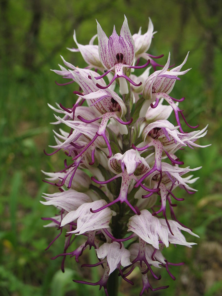 Majomkosbor - Monkey Orchid