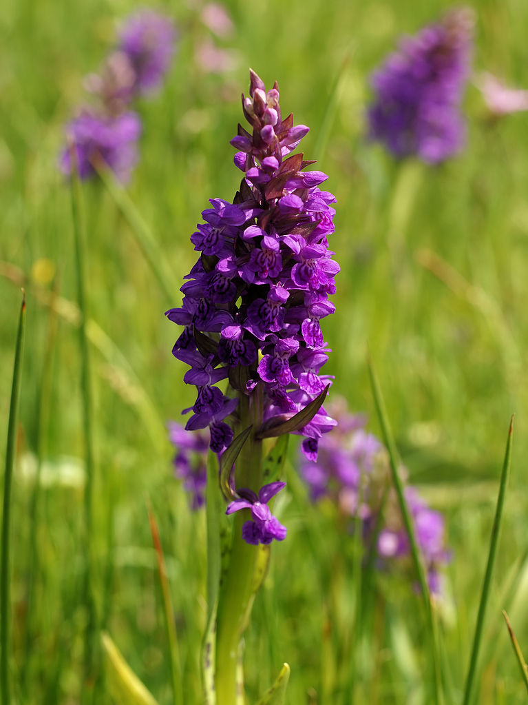 Széleslevelű Ujjaskosbor - Broad-leaved Marsh-orchid