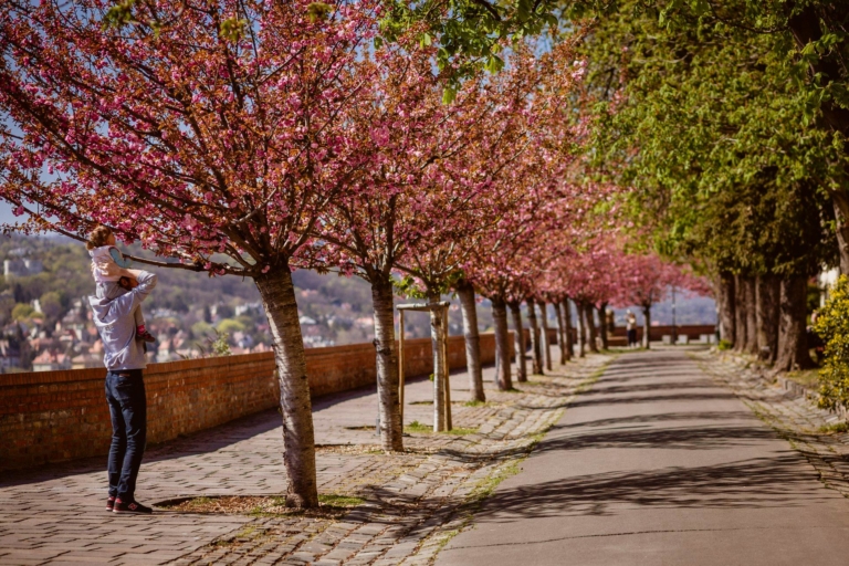 Tóth Árpád promenade