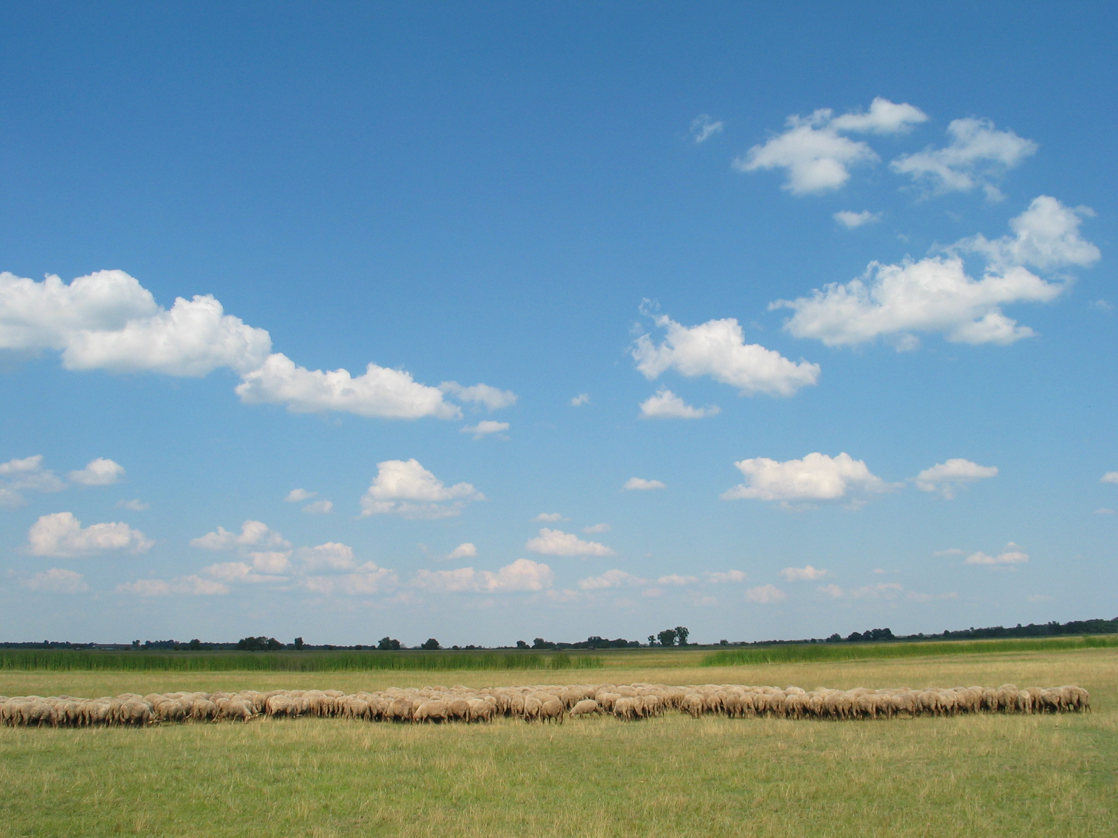 Great Hungarian Plain desert