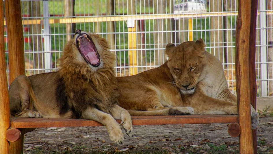 Lion Hongrie Veresegyház