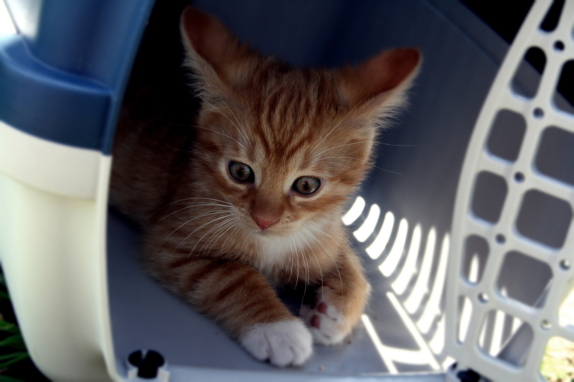 Portador de mascotas para cabina de gatos