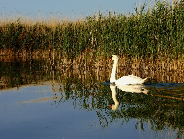 swan lake velencei