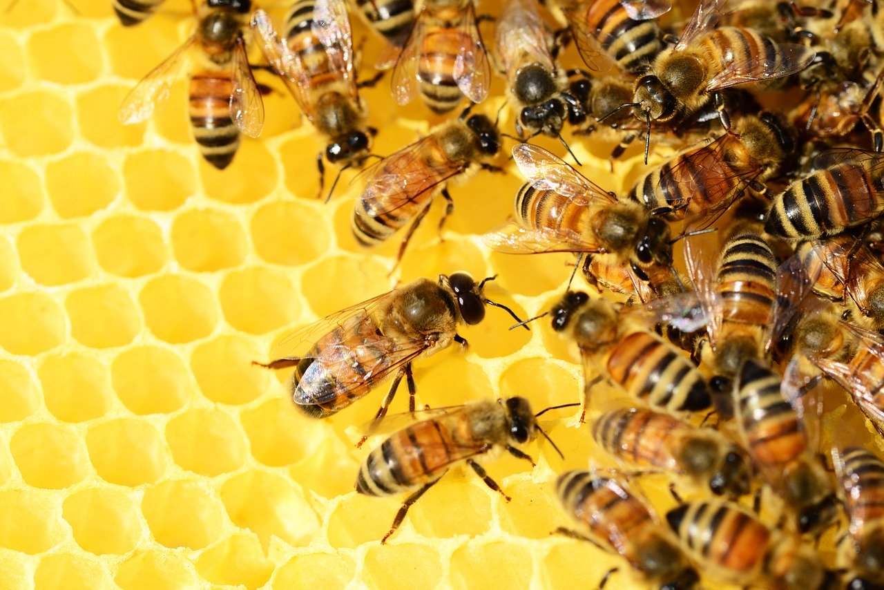 Honey Méz Bee Háziméh
