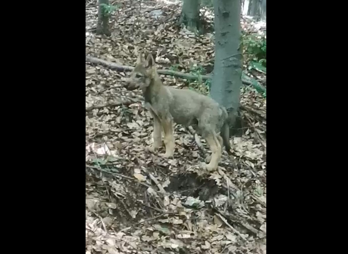 オオカミの子-Bükk-ハンガリー-動物