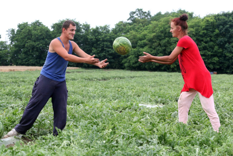 hungary-water-melon-workers