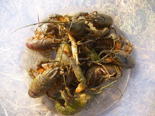 Crayfish