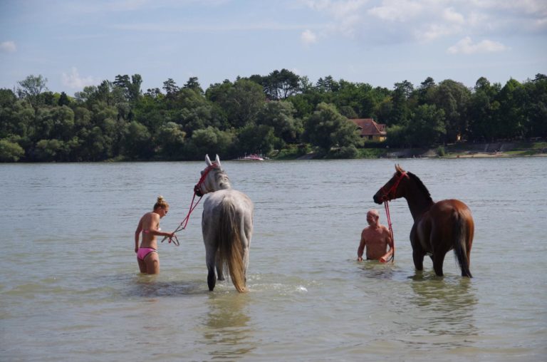 national gallop hungary danube swim