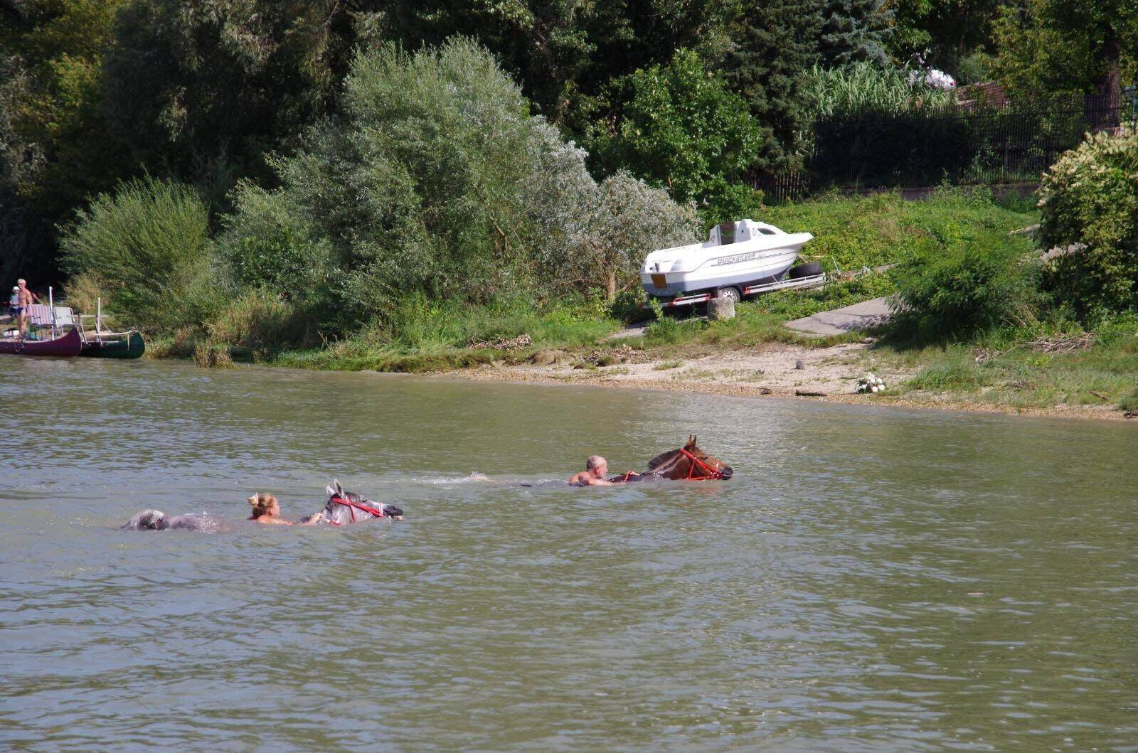 national_gallop_hungary_danube_swim_1