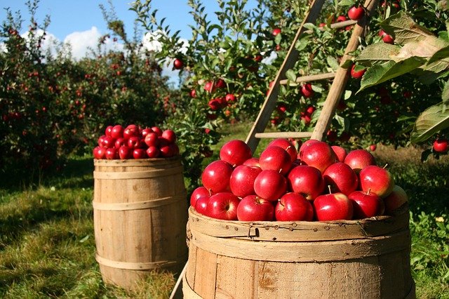 Alma-apple-fruit