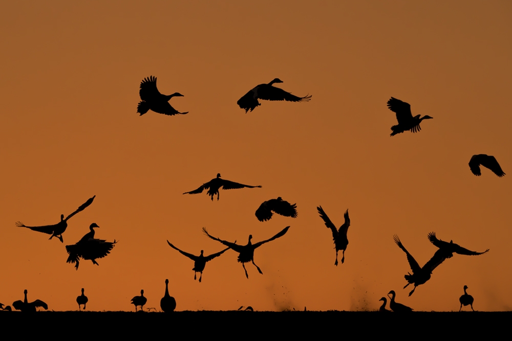 Photo: Bence Máté