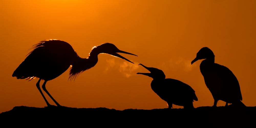 Photo: Bence Máté