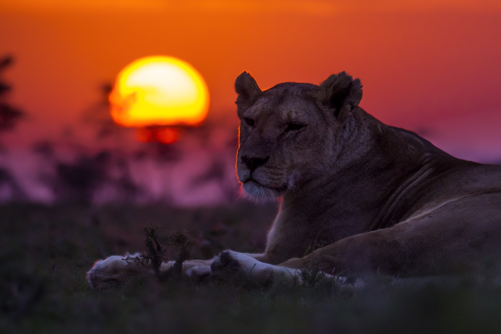 Photo: Bence Máté