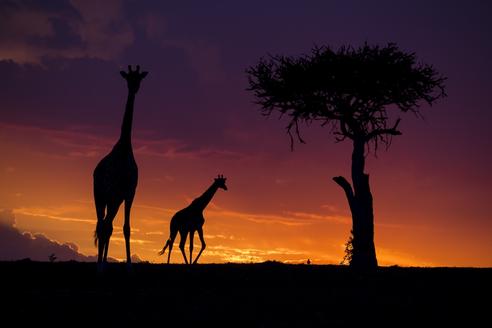 Photo: Bence Máté