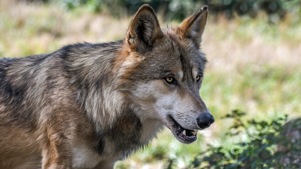 Wolf predator Hungary
