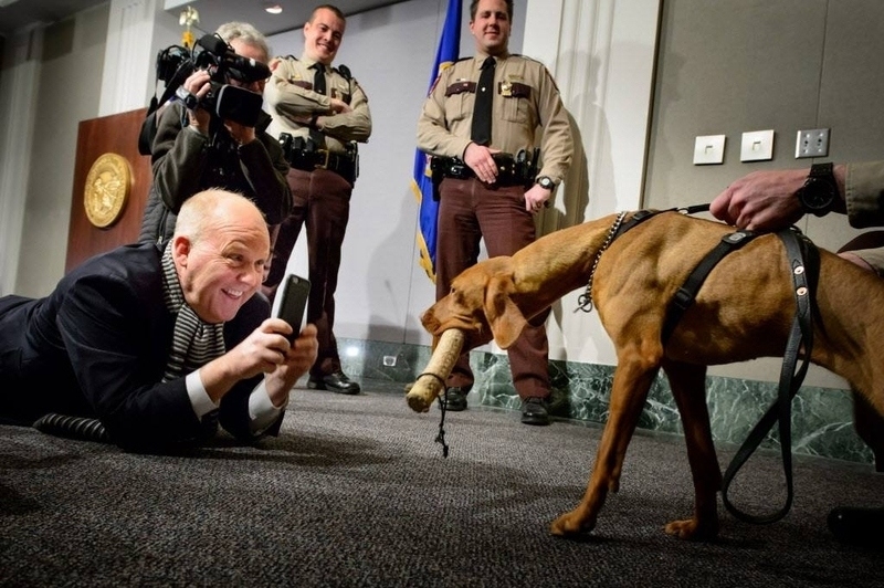 vizsla matka estados unidos