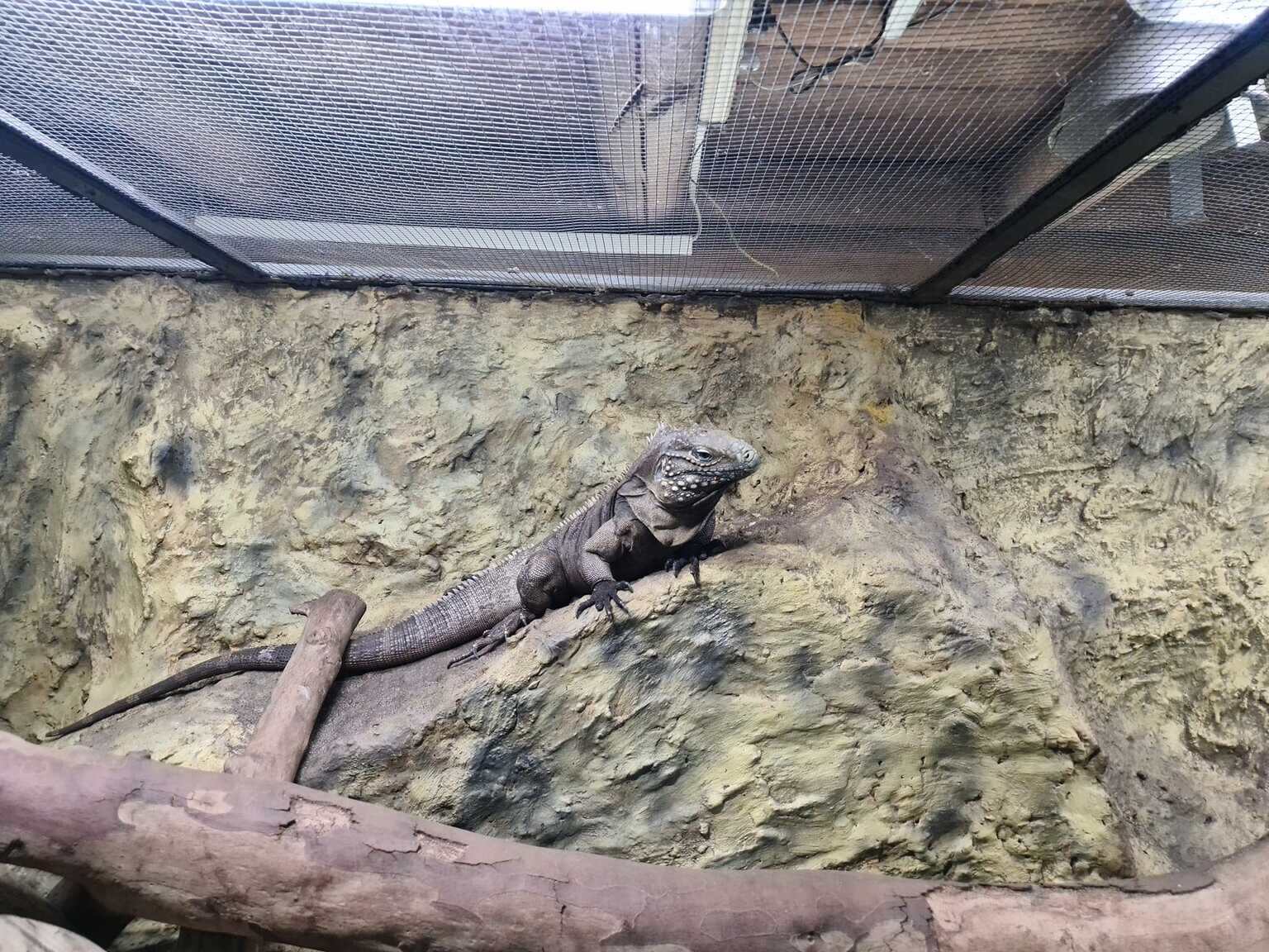 Будапештский зоопарк Állatkert Animal Állat Hüllő Reptile Leguán Iguana