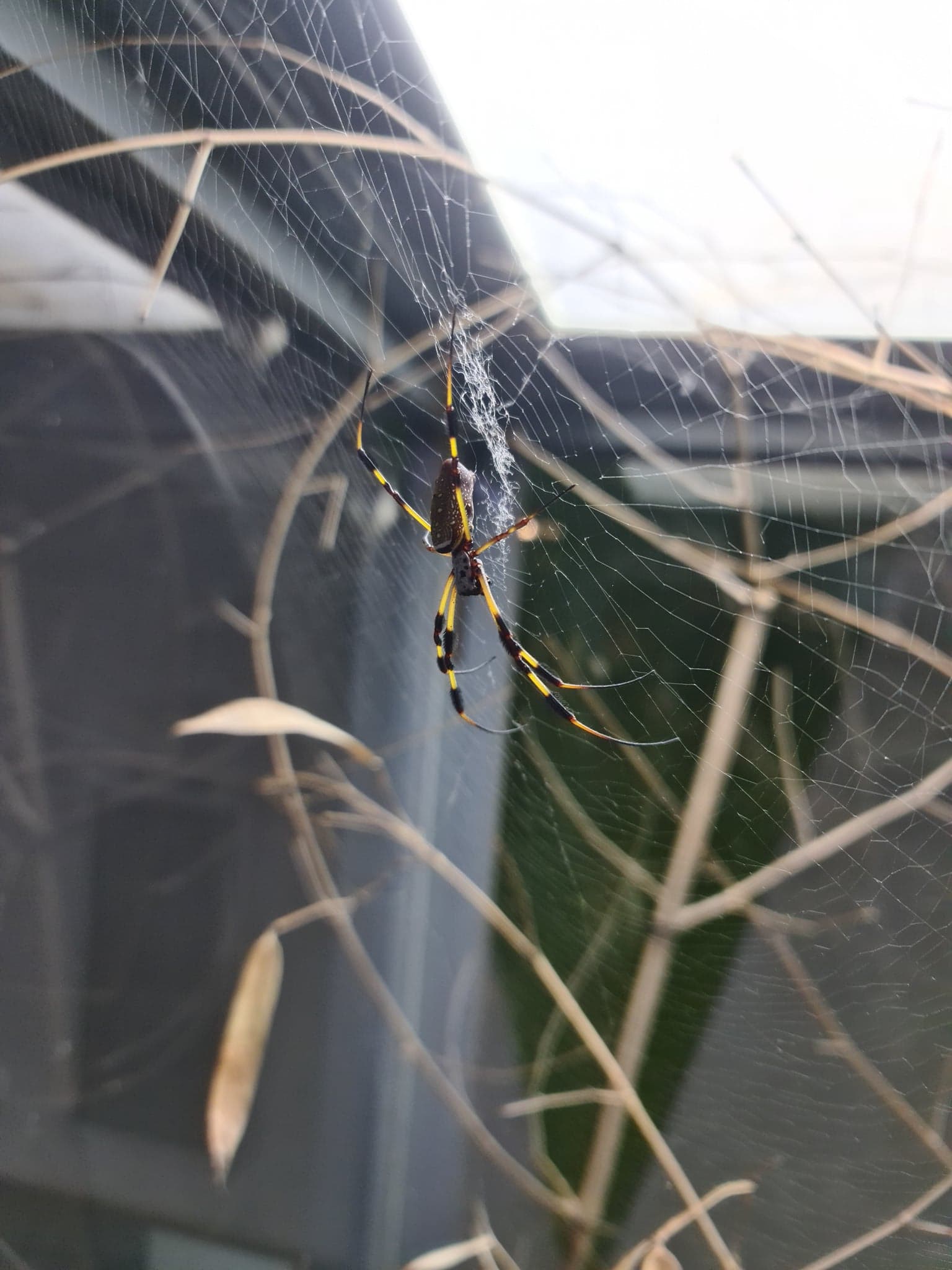 ブダペスト動物園 Állatkert Animal Spider Pók
