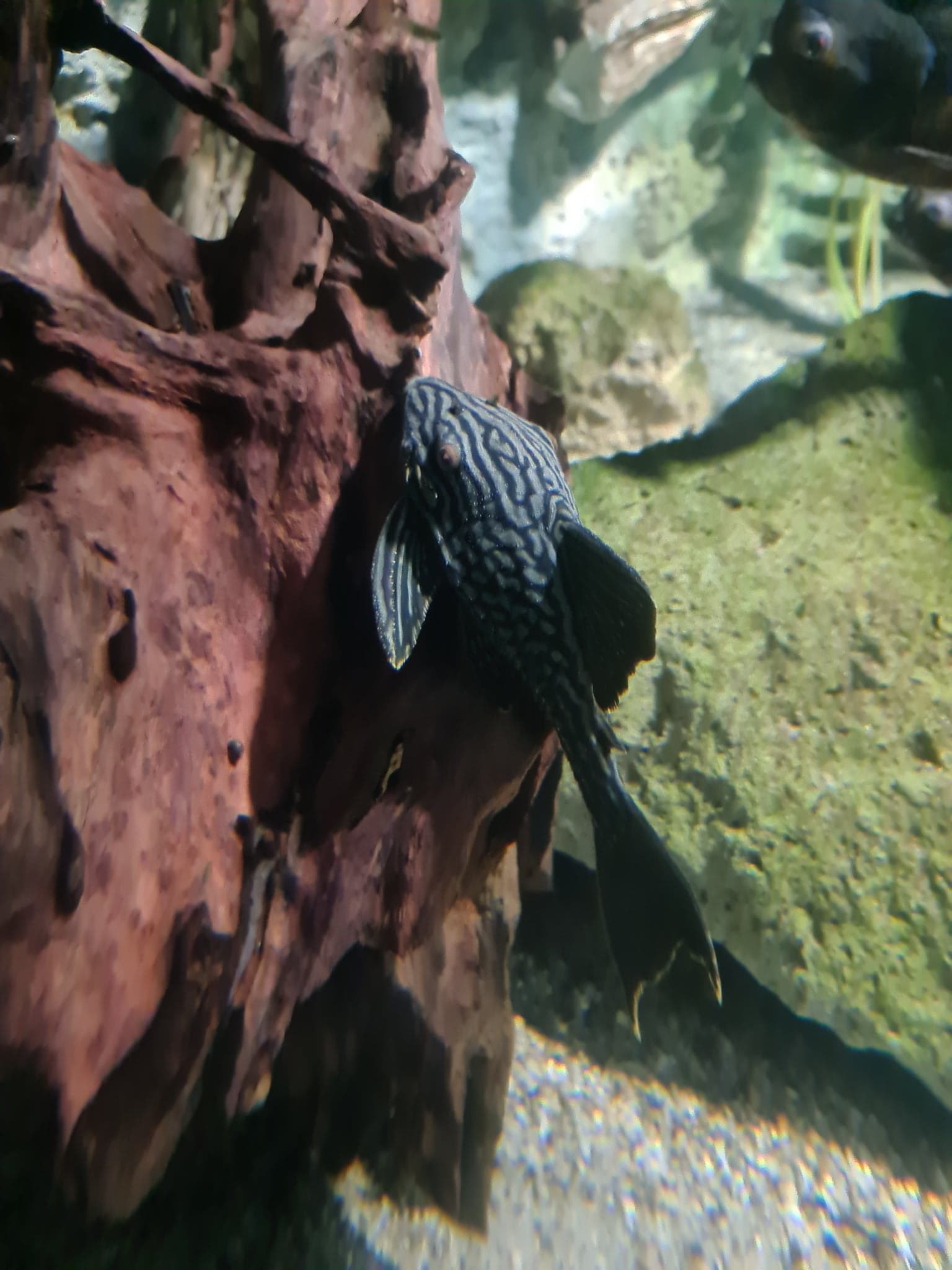 Zoološki vrt u Budimpešti Állatkert Hal Fish Algaevő Harcsa Som Pleco