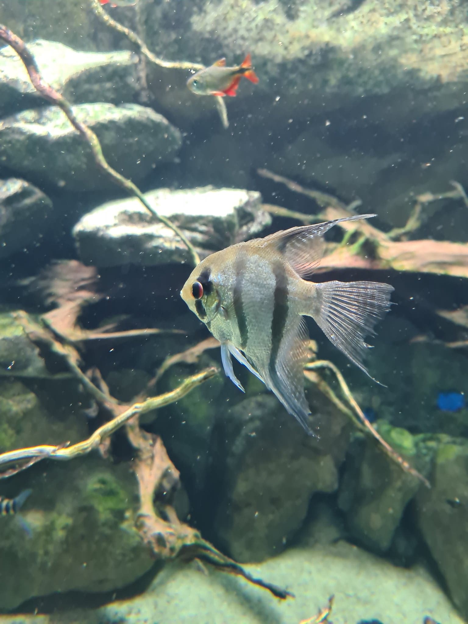Будапештский зоопарк Állatkert Hal Fish