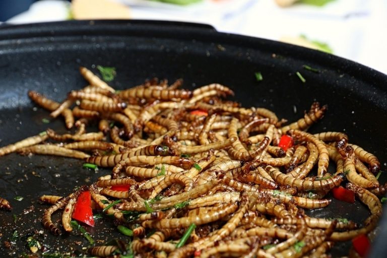 Mealworms Insects Eating Edible Ehető Rovar Lisztkukac