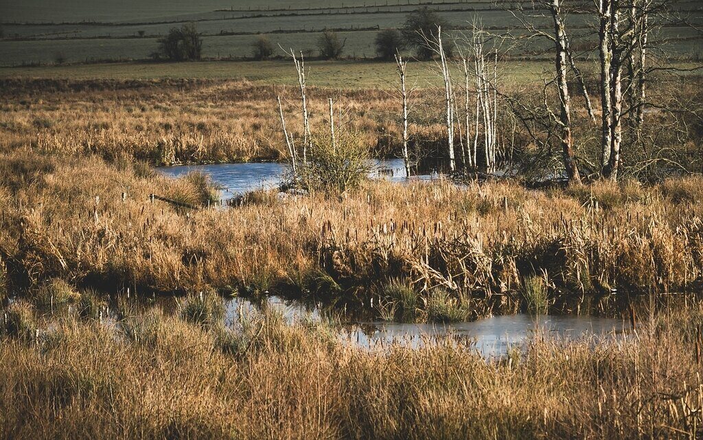 Marsh Nature