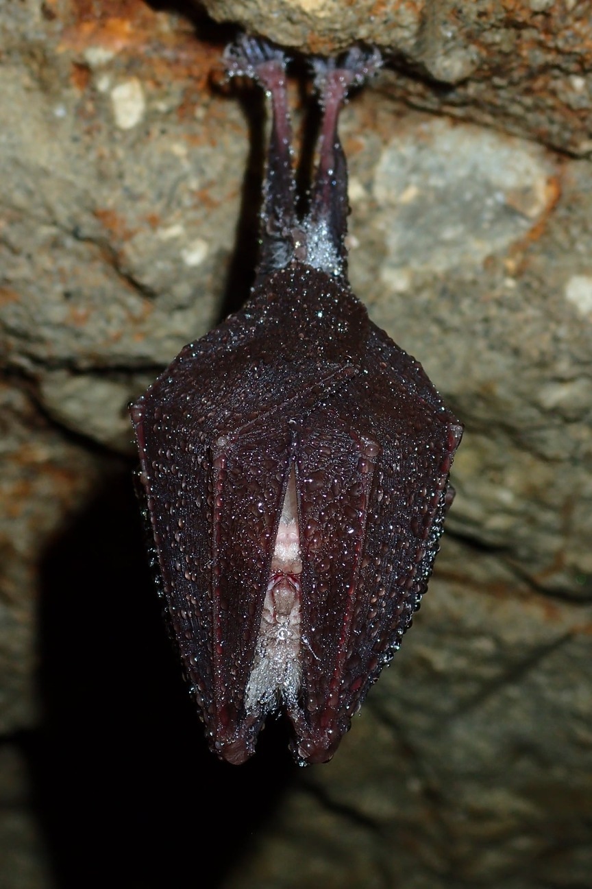 Murciélago de cueva de Pál-völgyi