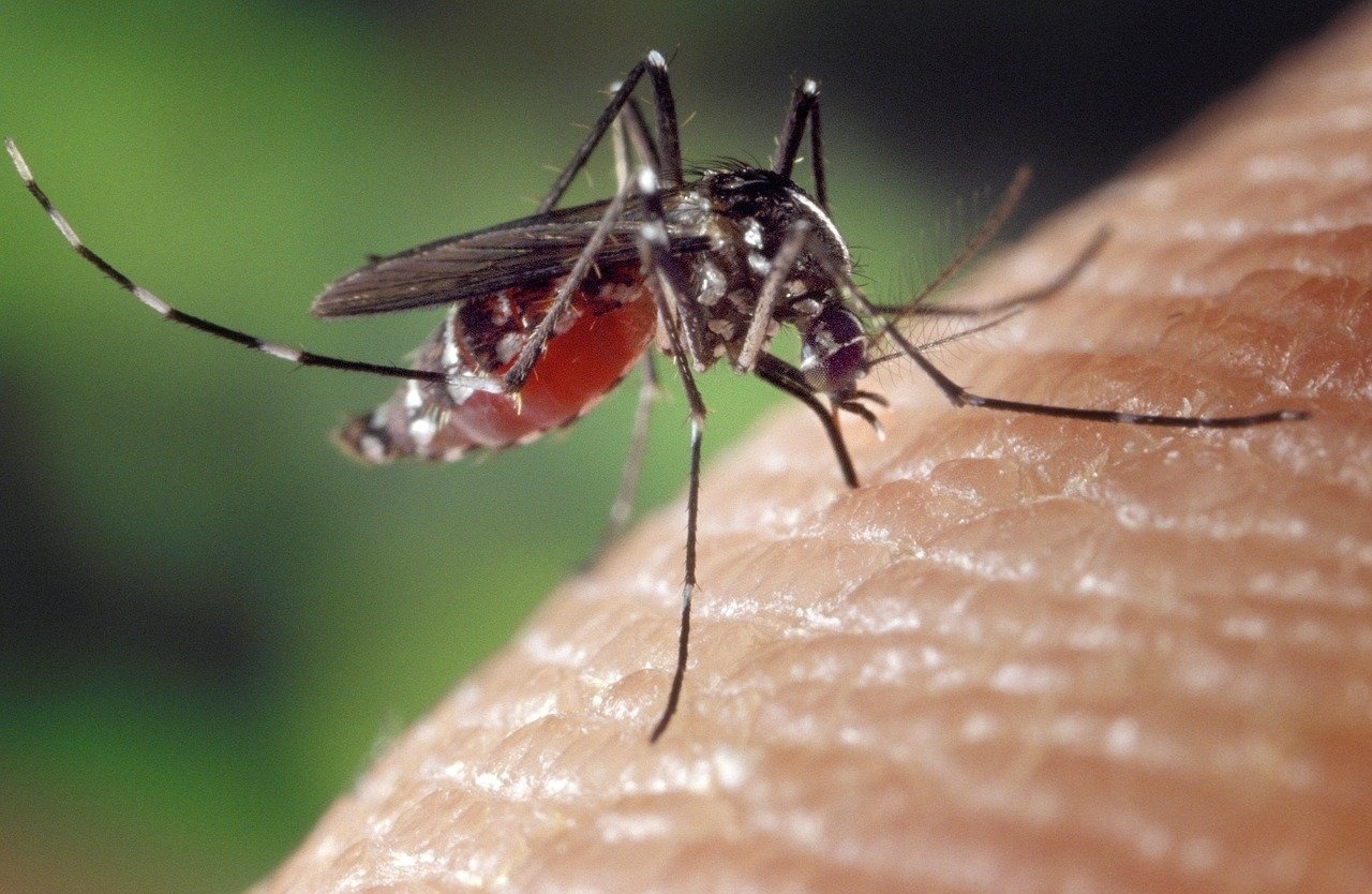 komár-příroda-zvířecí-kůže