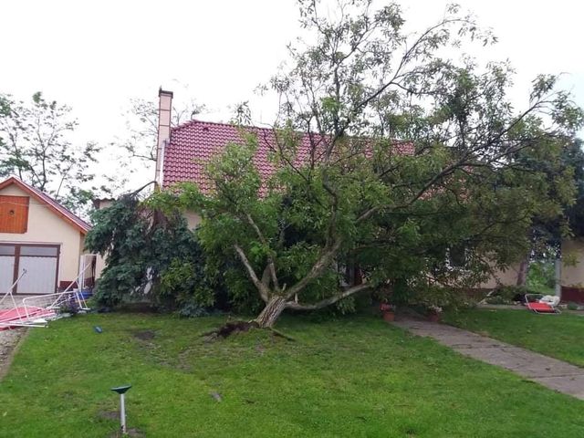 storm tree