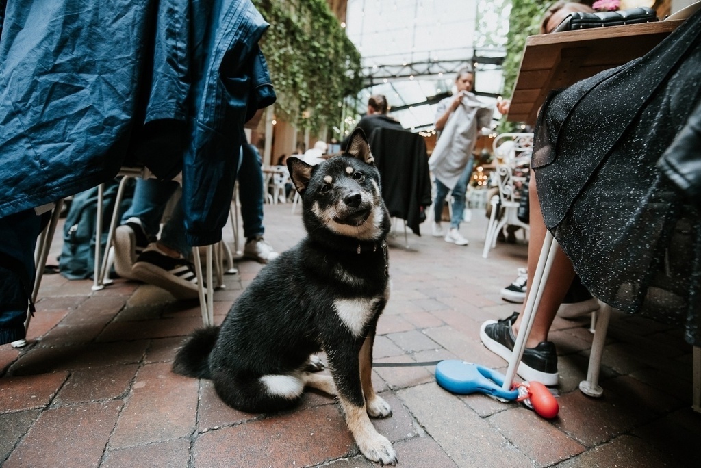 Budapest dog restaurant