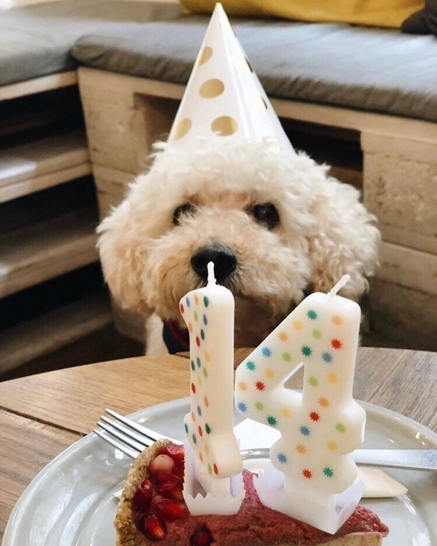 Budapest dog restaurant