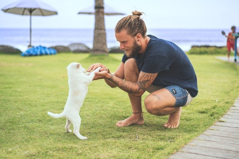 dogs-puppy-dog-man-beach