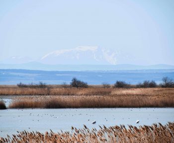 Fertő-Hanság National Park-Lake Fertő-Hungary-nature