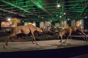 Exposición sobre el mundo de la caza y la naturaleza One With Nature en Hungría