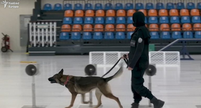 Hungarian COVID-19 sniffer dogs