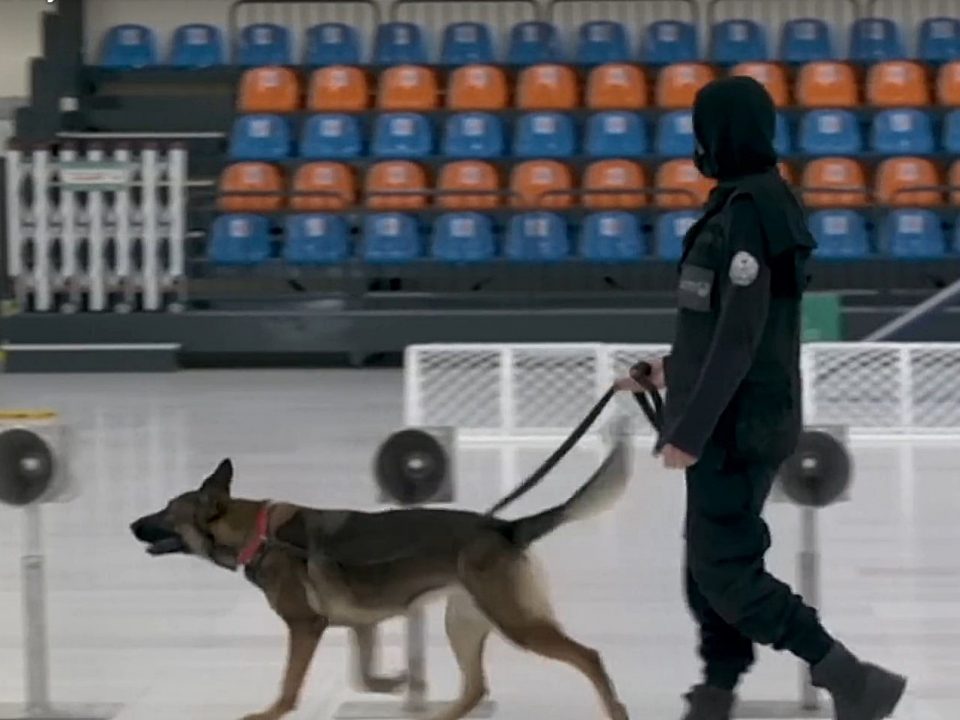 Hungarian COVID-19 sniffer dogs
