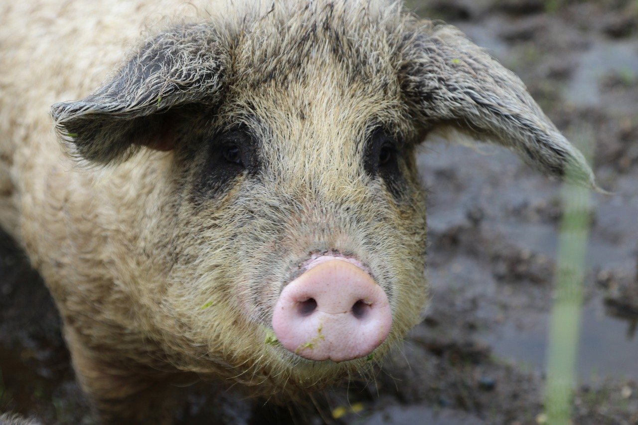 Mangalica Pig New Year's Eve Traditions