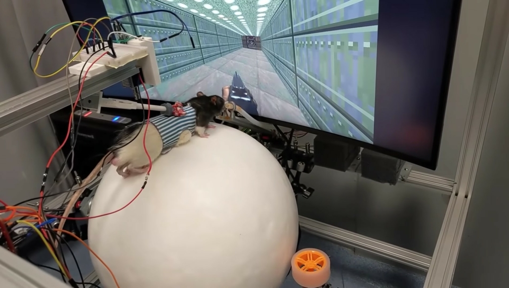 Krysa hrající Doom-VR-experiment-science