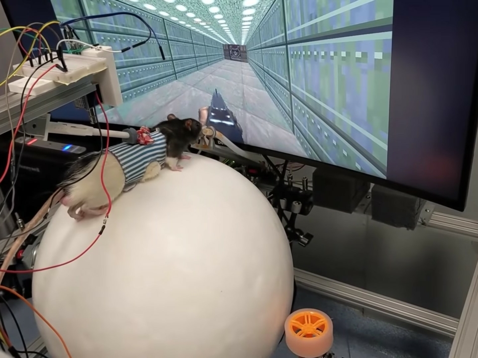 Ratte spielt Doom-VR-Experiment-Wissenschaft