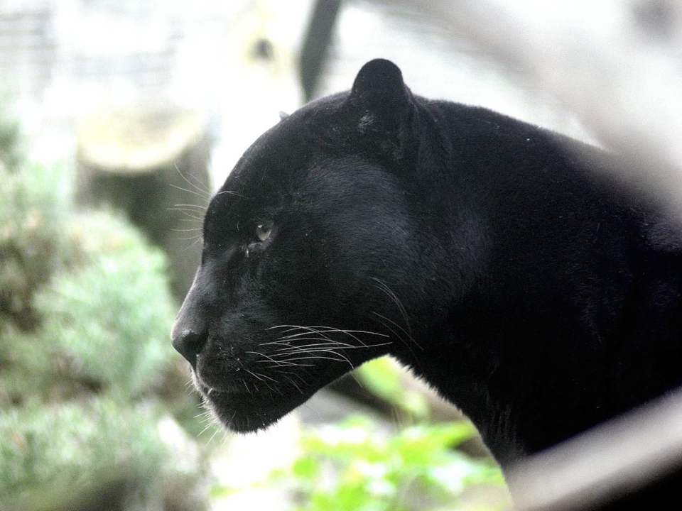 Black panther