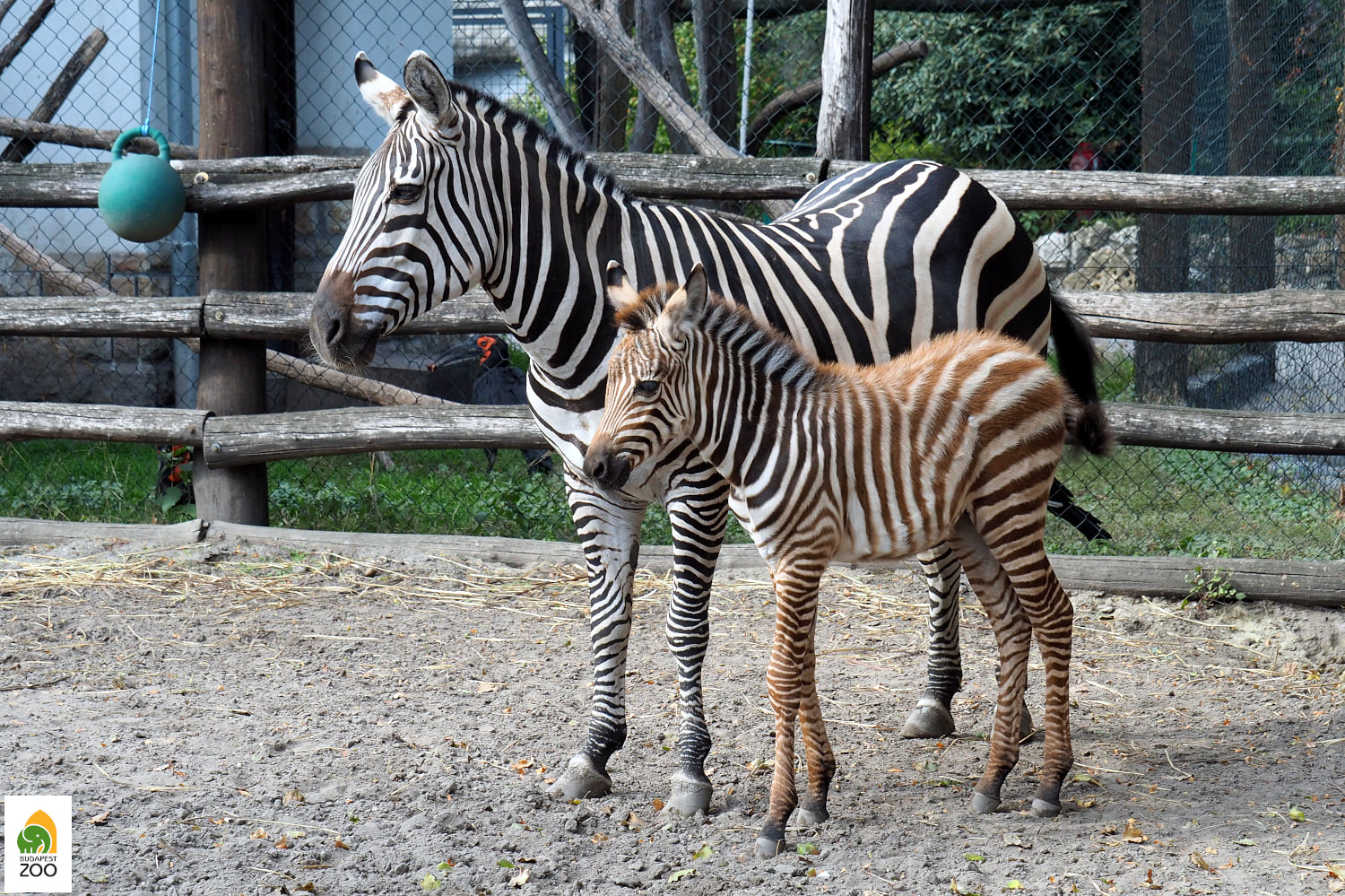 Budapest Zoo5