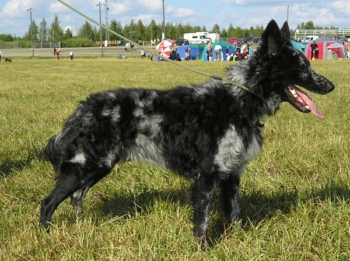 Венгерская порода собак Муди